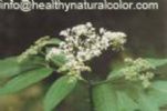  Elderberry Anthocyanin